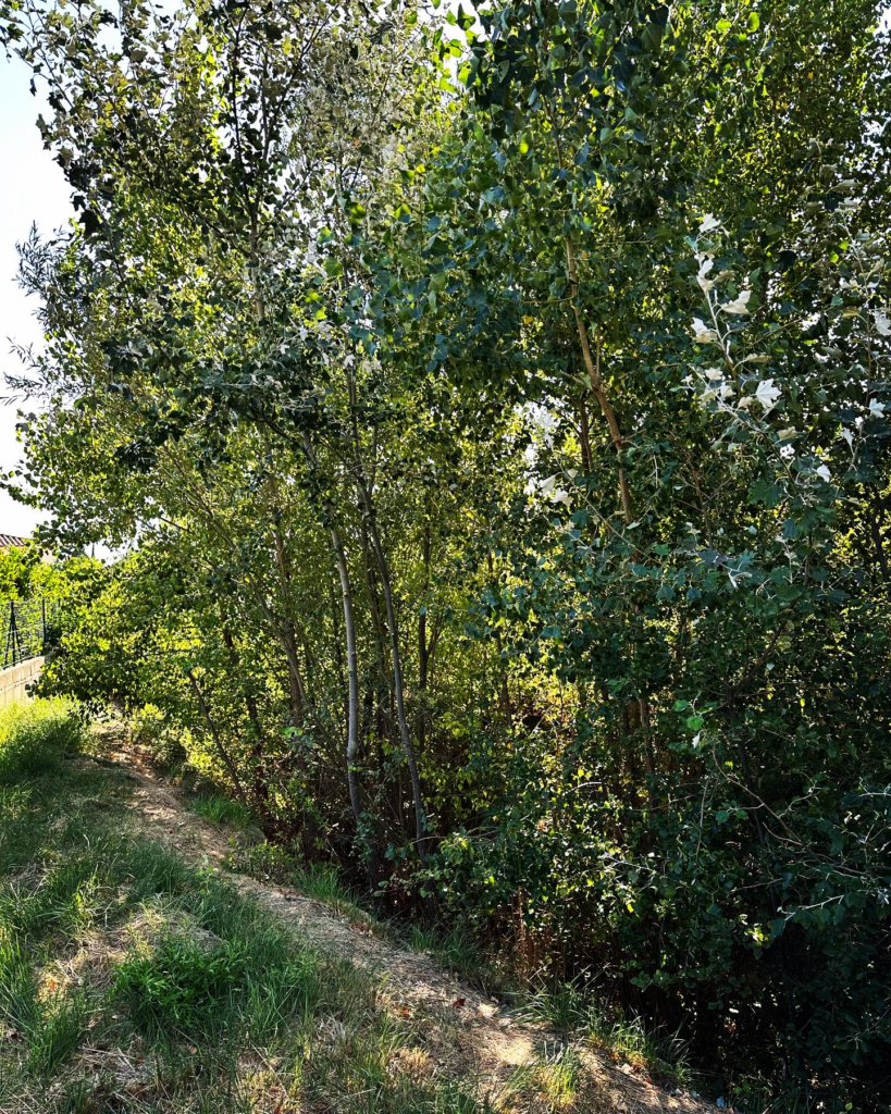 passion-paysage-debroussaillage-avant